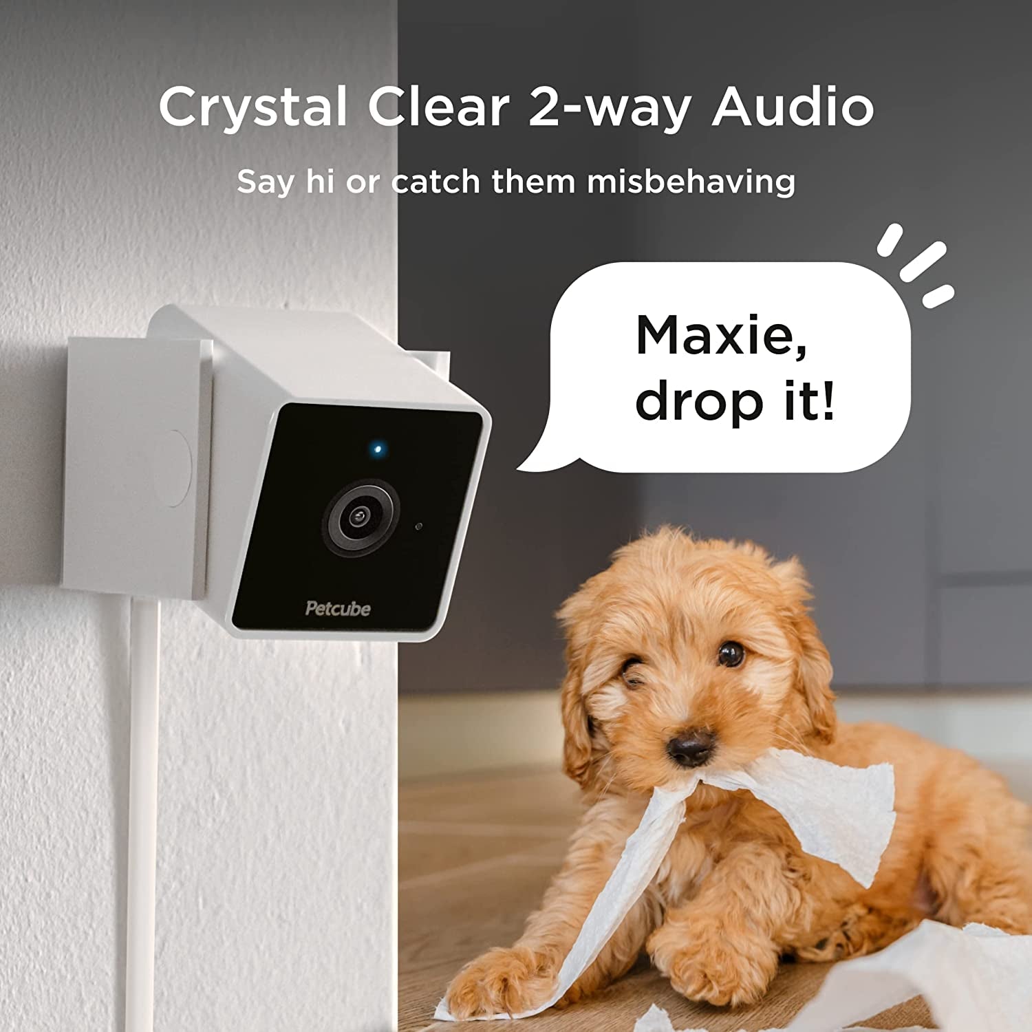 Cam | Indoor Wi - Fi Pet and Security Camera with Phone App, Pet Monitor with 2 - Way Audio and Video, Night Vision, 1080P HD Video and Smart Alerts for Ultimate Home Security - Eco and More Pet Store