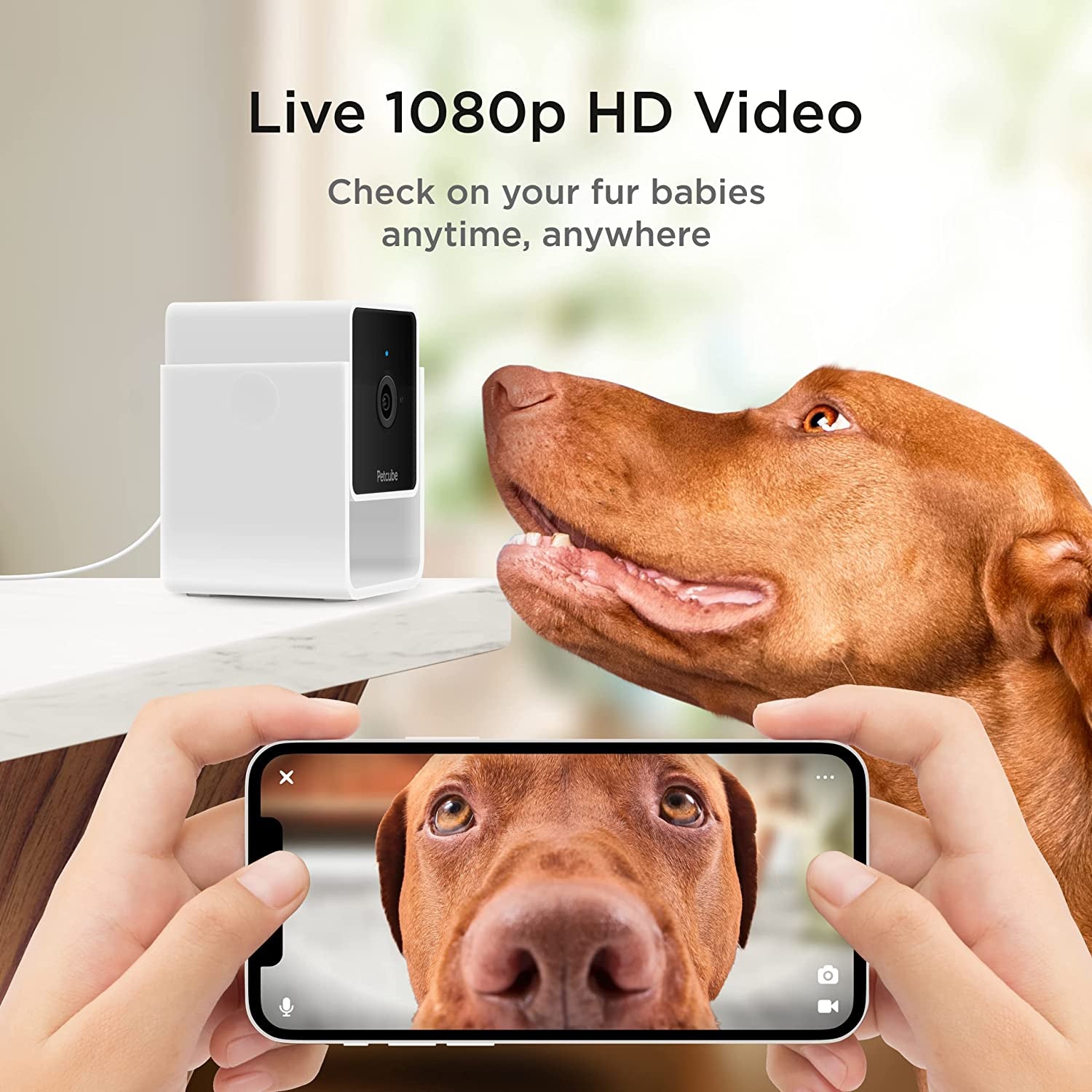 Cam | Indoor Wi - Fi Pet and Security Camera with Phone App, Pet Monitor with 2 - Way Audio and Video, Night Vision, 1080P HD Video and Smart Alerts for Ultimate Home Security - Eco and More Pet Store