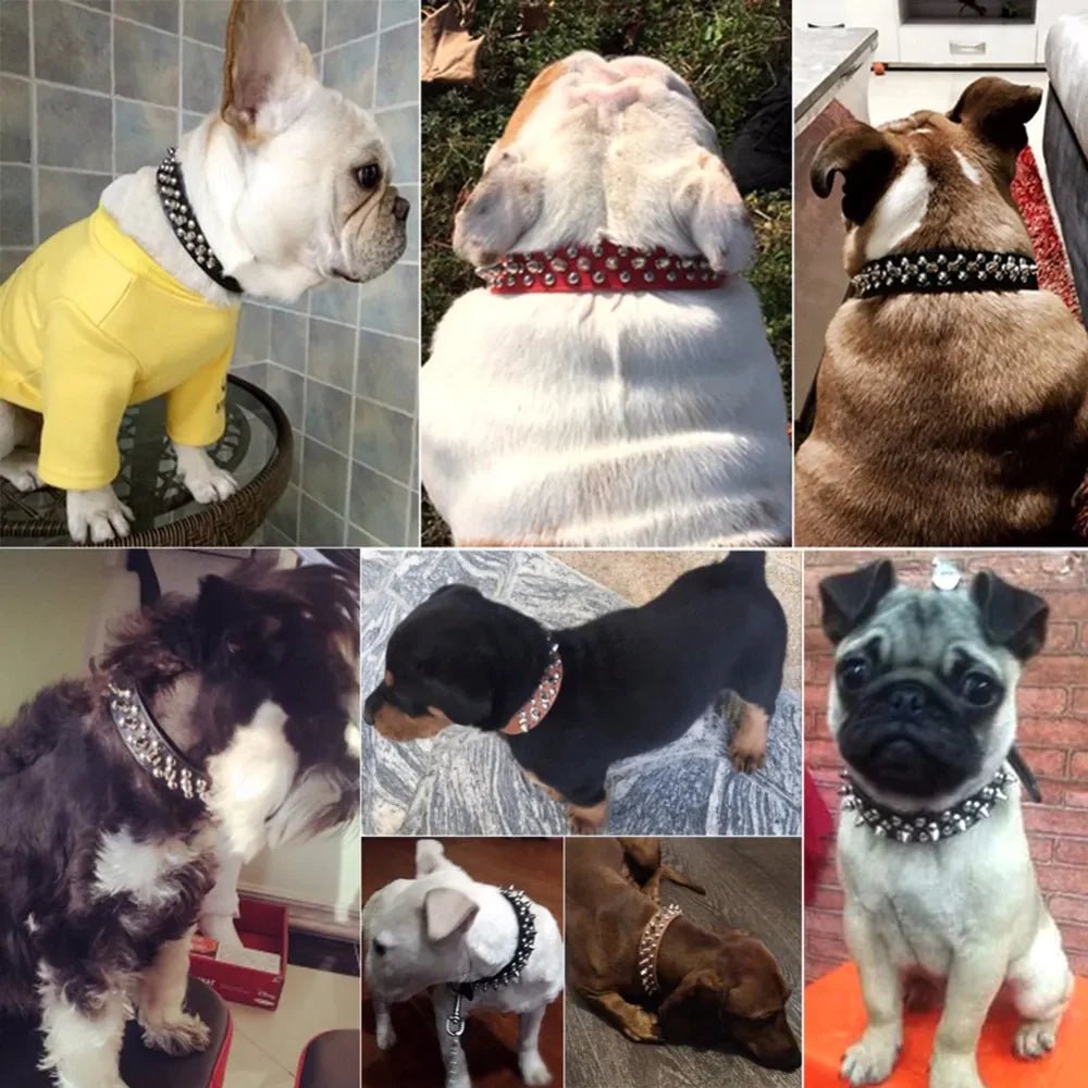 Dog Collar | Spiked Studded Leather Dog Collar Rivets Pet Small Large Cat Pit Bull Adjustable - Eco and More Pet Store DBA Overseen