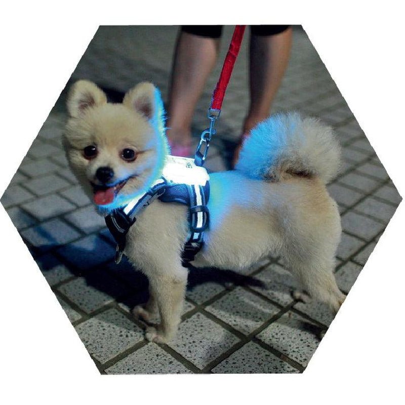 Usb Rechargeable Led Pet Collar - Illuminate Your Dog'S Style! - Eco and More Pet Store