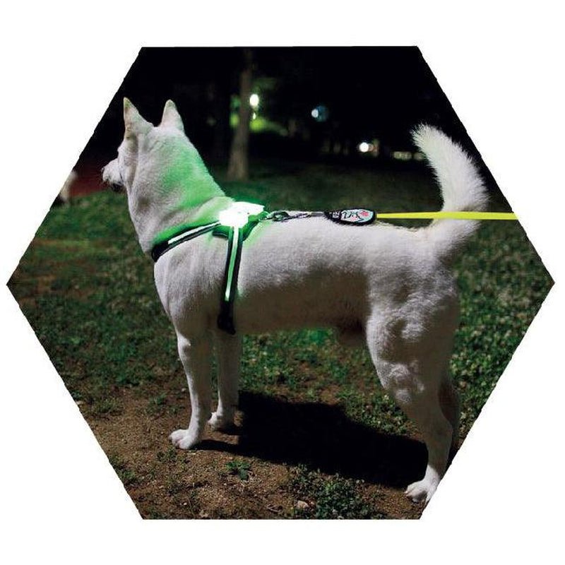 Usb Rechargeable Led Pet Collar - Illuminate Your Dog'S Style! - Eco and More Pet Store